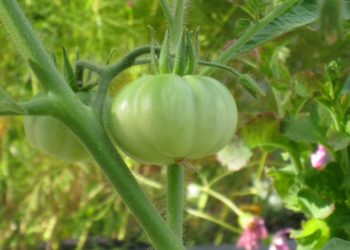 Élelmiszerbiztonság fogalma