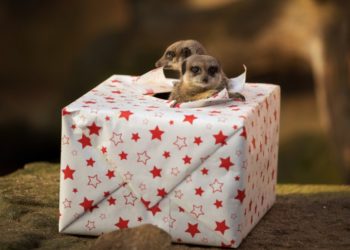 Ajándékozási szerződés 2021, illetéke