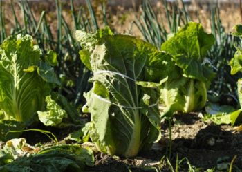 Káposztaleves diéta, akár heti 5 kg minusz