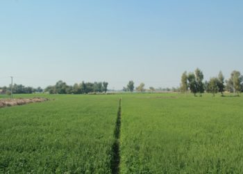 Termőföld vásárlás 2021. Ki, hogyan szerezhet termőföldet?