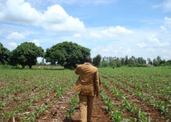 Őstermelők, kistermelők, családi gazdálkodók és a közös őstermelői igazolvány 2021