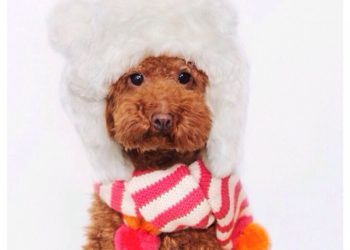 Főállású anyasági támogatás 2021 igénylése és összege