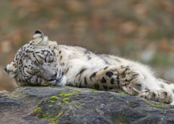 Alvászavar okai és kezelése