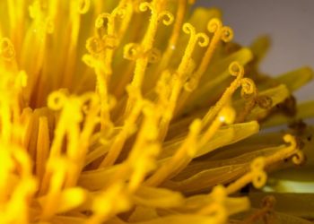 Asztma és kezelése