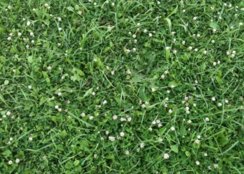 Füvesítés házilag