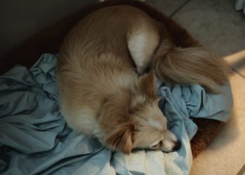 Álmatlanság kezelése