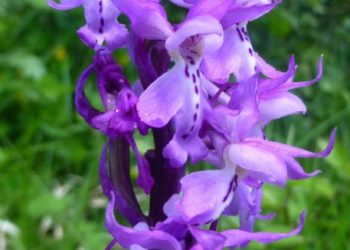 Orchidea öntözése és gondozása