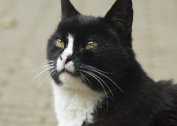 Macskatartás a lakásban