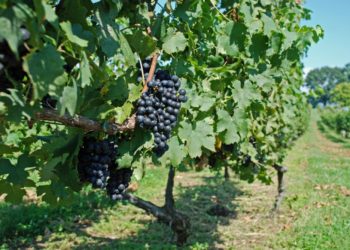 Szőlőmagolaj hatásai – bőr és hajápolás