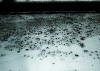 Penész eltávolítása, megoldások és szerek