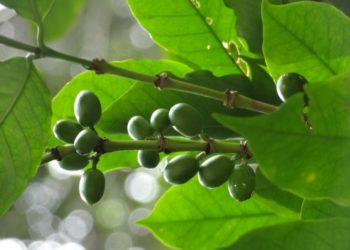 Zöld kávé az egészség szolgálatában