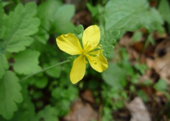 Vérehulló fecskefű- nem mindegy, hogyan használja!
