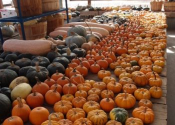 Tökmagolaj hatása és használata