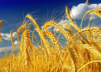 Területalapú támogatások összege 2017.