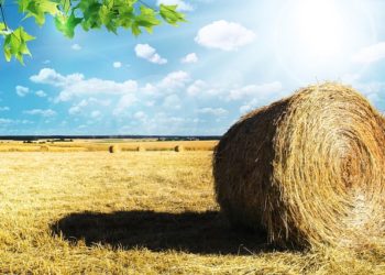 Termőföld bérlése, használata 2021