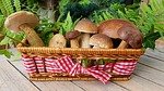 edible mushrooms photo