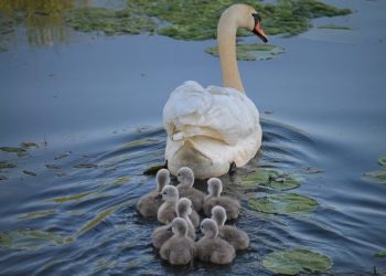 4 vagy többgyerekes anyák adókedvezménye 2021